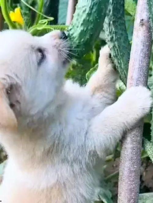 动物吃瓜搞笑视频,动物吃瓜搞笑瞬间大盘点