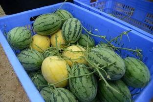 任县吃瓜群,揭秘民间热点事件背后的故事