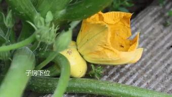 任县吃瓜群,揭秘民间热点事件背后的故事