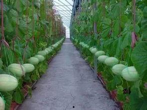 任县吃瓜群,揭秘民间热点事件背后的故事